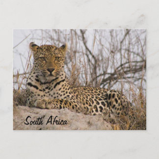 Leopard resting on a mound postcard