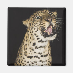 Leopard roaring magnet