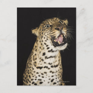Leopard roaring postcard