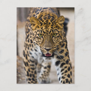 Leopard Running Photograph Postcard
