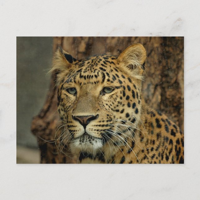 Leopard Safari Postcard (Front)