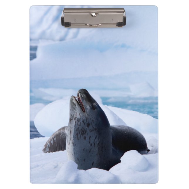 Leopard Seal Clipboard (Front)