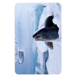 Leopard Seal Magnet