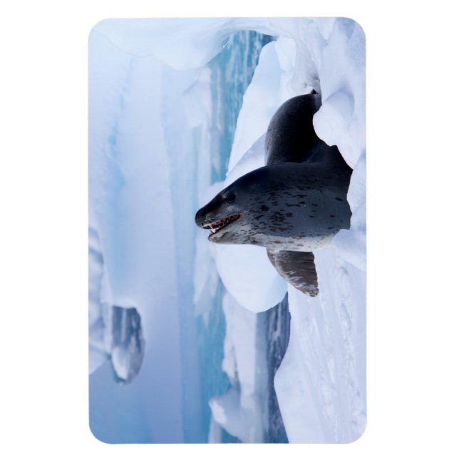 Leopard Seal Magnet (Vertical)
