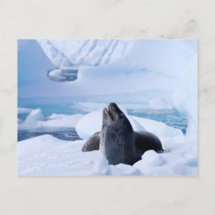 Leopard Seal Postcard