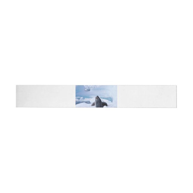 Leopard Seal Wrap Around Label (Individual)