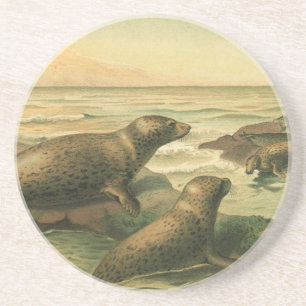 Leopard Seals, Vintage Aquatic Animals Marine Life Coaster