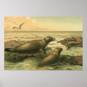 Leopard Seals, Vintage Aquatic Animals Marine Life Poster