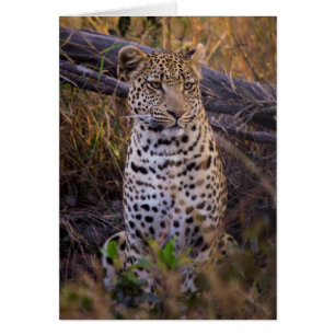 Leopard sitting, Botswana, Africa
