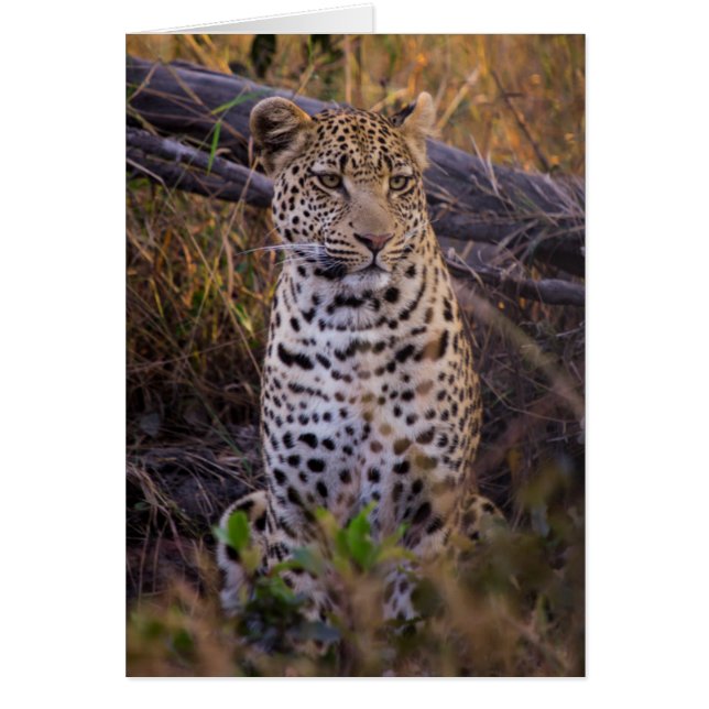 Leopard sitting, Botswana, Africa (Front)