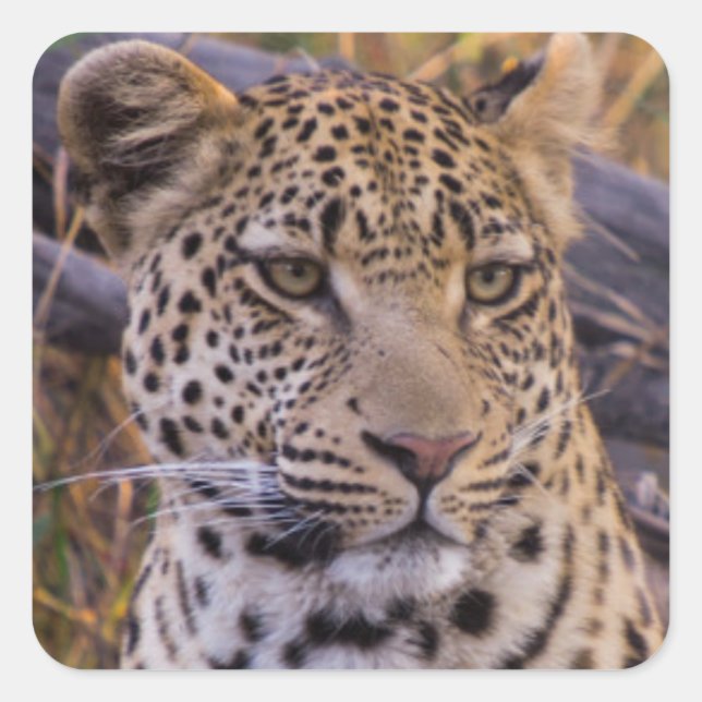 Leopard sitting, Botswana, Africa Square Sticker (Front)