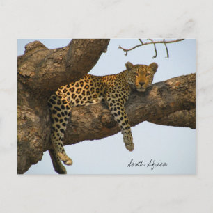 Leopard sitting in a tree postcard
