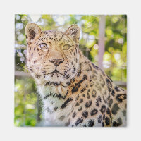 Leopard Sitting Photograph