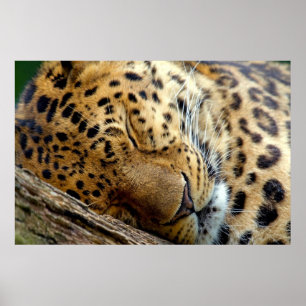 Leopard sleeping poster