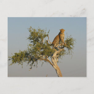 leopard spotting postcard