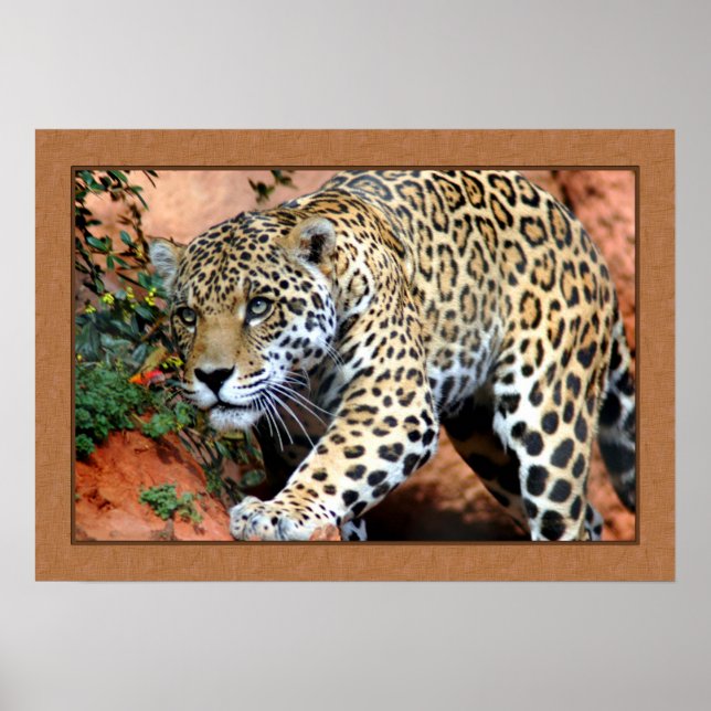 Leopard Stalking Closeup Photography Poster (Front)