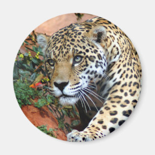 Leopard Stalking Macro Magnet