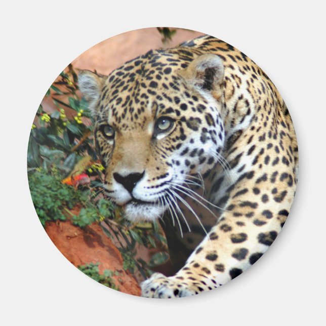 Leopard Stalking Macro Magnet (Front)