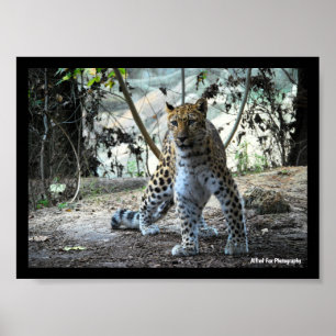 Leopard Stance Portrait Poster