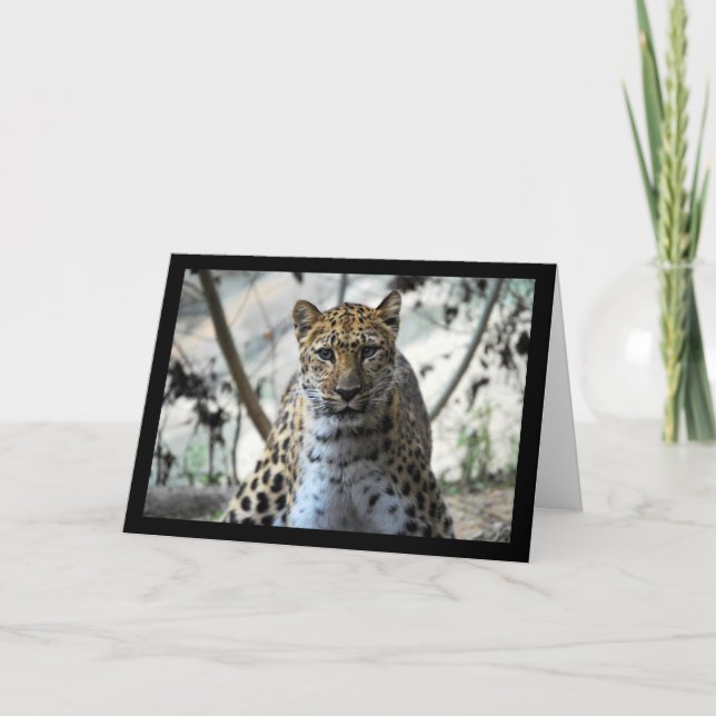 Leopard Stare Card (Front)