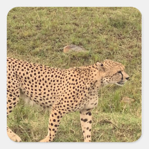 Leopard Sticker