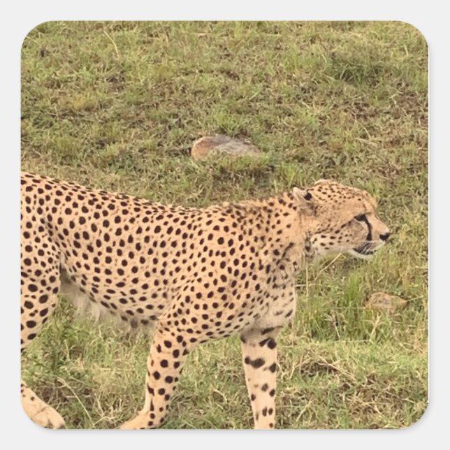 Leopard Sticker (Front)