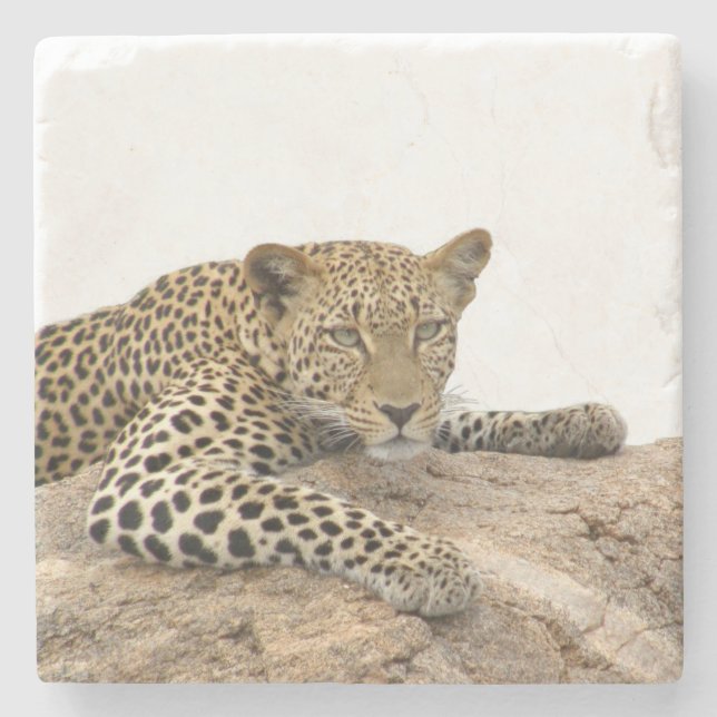 Leopard Stone Coaster (Front)