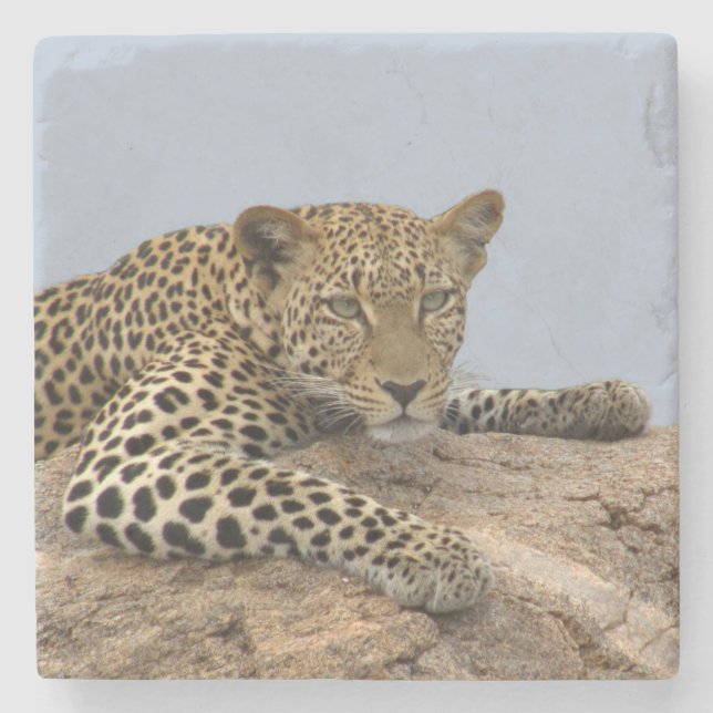Leopard Stone Coaster (blue background) (Front)