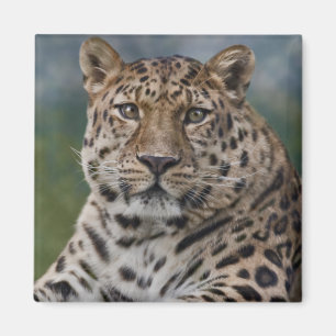 Leopard Thoughts Magnet