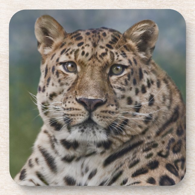 Leopard Thoughts Set of 6 Coasters (Front)