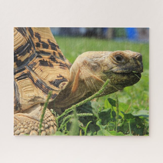 Leopard Tortoise in the grass Jigsaw Puzzle (Horizontal)
