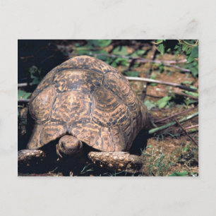 Leopard tortoise postcard