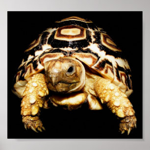 Leopard Tortoise Poster