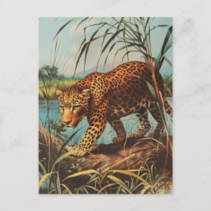 Leopard Vintage  Postcard