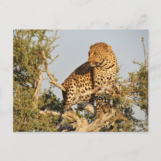 leopard wild postcard (Front)