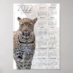 Leopard wildlife 2022 Calendar Poster