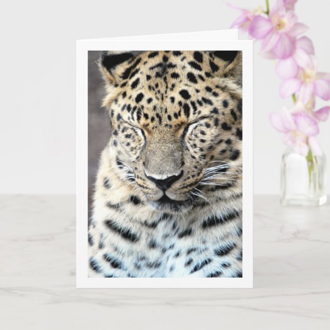 Leopard with Eyes Closed Card (Orchid)
