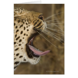 Leopard yawning, Greater Kruger National Park,