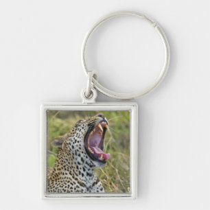Leopard yawning, Greater Kruger National Park, 2 Key Ring