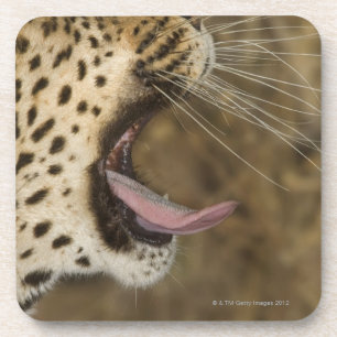 Leopard yawning, Greater Kruger National Park, Coaster