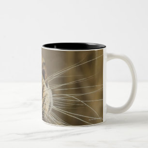 Leopard yawning, Greater Kruger National Park, Two-Tone Coffee Mug
