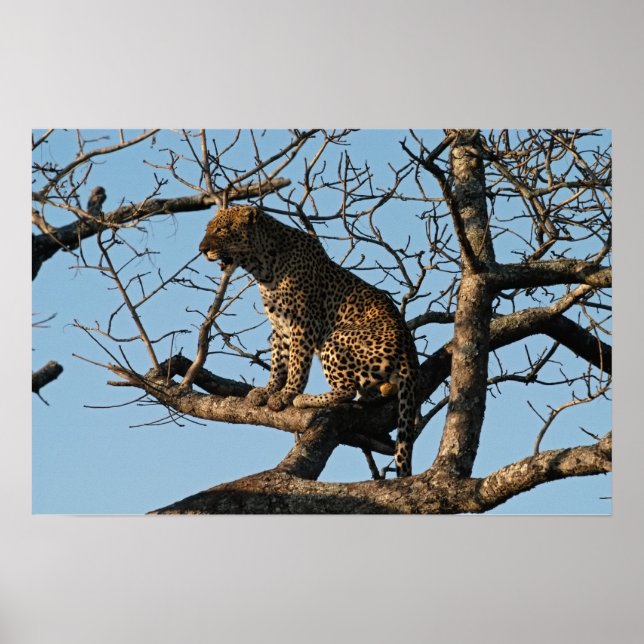 Leopard Yawns While Sitting on a Tree Limb Poster (Front)