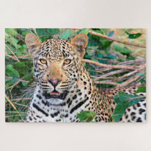 Leopards Big Cats. Jigsaw Puzzle