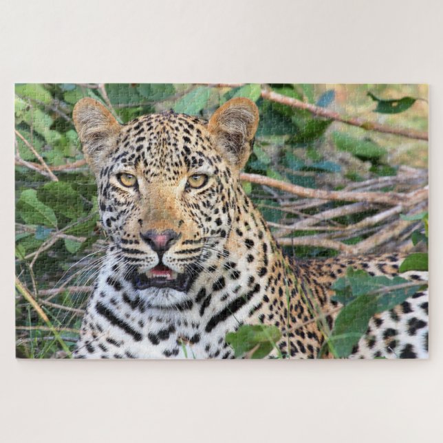 Leopards Big Cats. Jigsaw Puzzle (Horizontal)