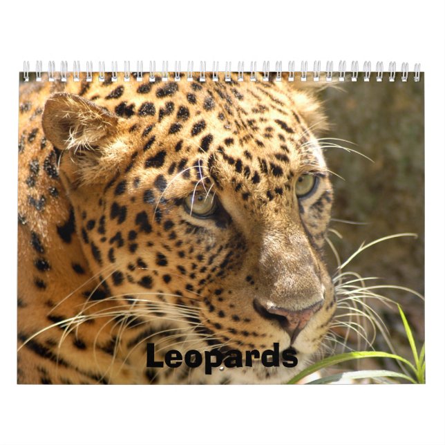 Leopards Calendar, Leopards Calendar (Cover)