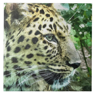 LEOPARDS CERAMIC TILE