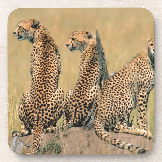 Leopards looking away coaster (Front)
