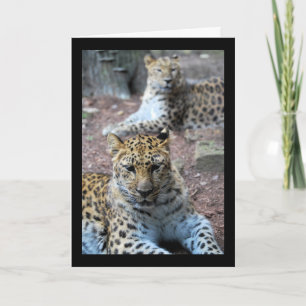 Leopards Resting Card