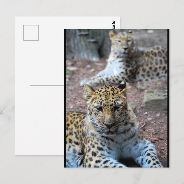 Leopards Resting Postcard (Front/Back)