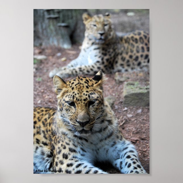 Leopards Resting Poster (Front)